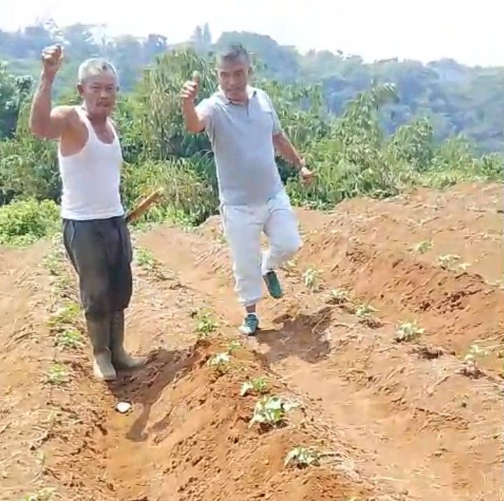 Tak Gentar Tanah Kering, Petani Ubi Ungu di Cijeruk Tetap Perbaiki Gurutan Sesuai SOP