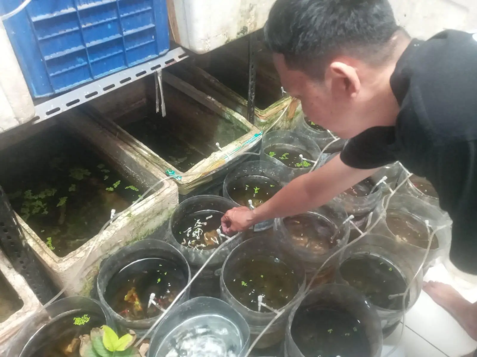 Budidaya Ikan Hias Guppy Kian Diminati, Pemuda Kampung Mampang Depok Raup Omzet Puluhan Pasang per Bulan