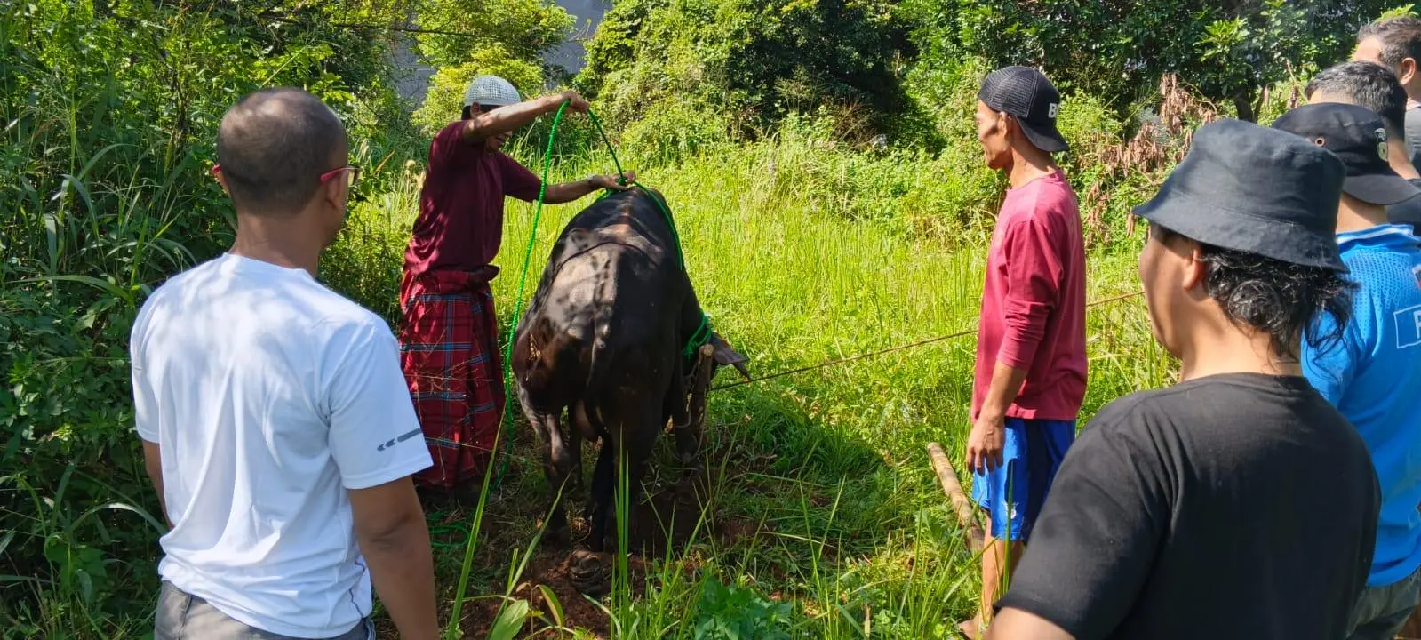 Bupati Bogor Rudy Susmanto Sumbang Sapi Kurban untuk BMSN Kabupaten Bogor