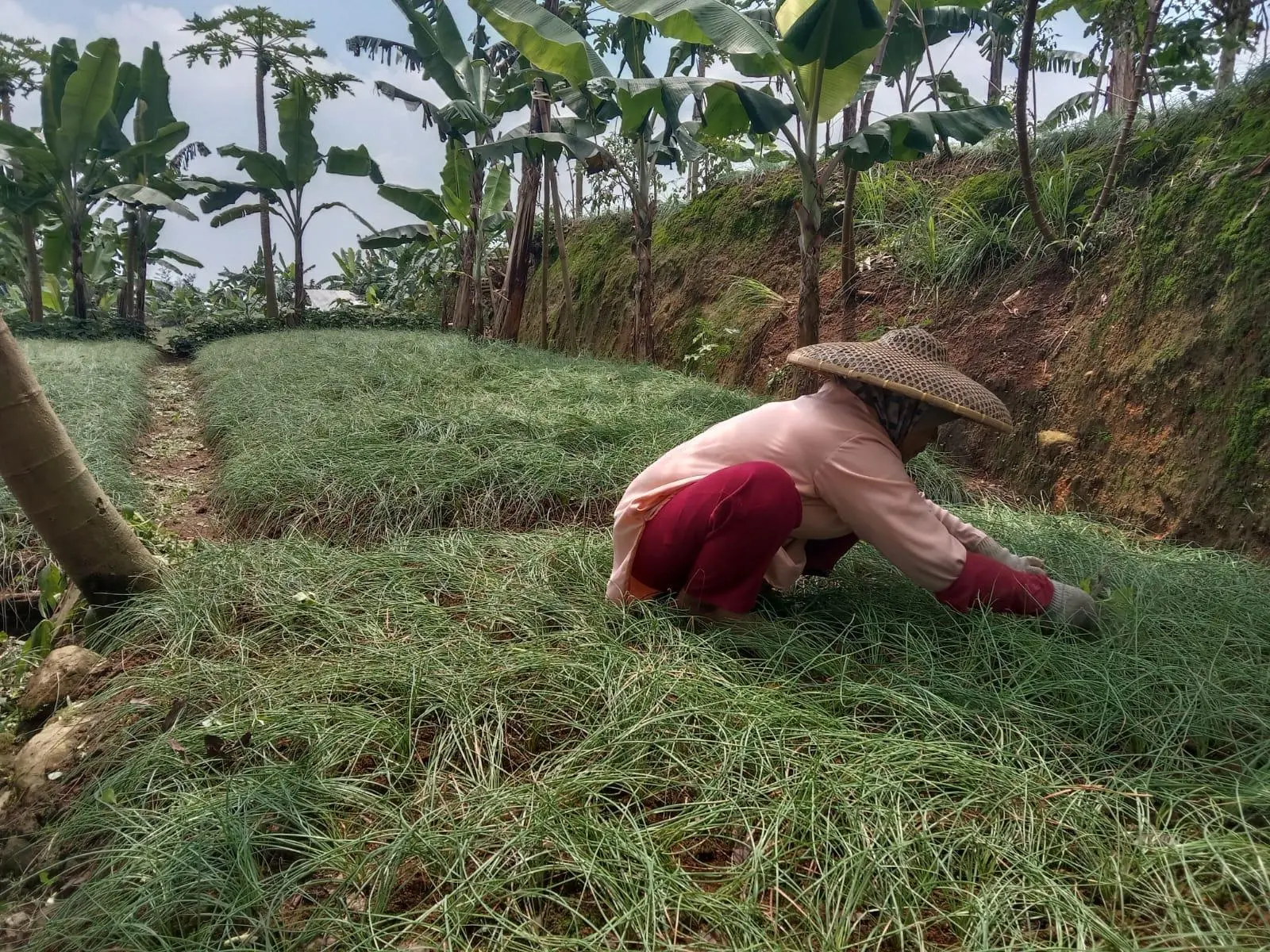 Petani Tenjolaya Bogor Pasok Sayuran Kucai ke Pasar Tradisional dan Restoran