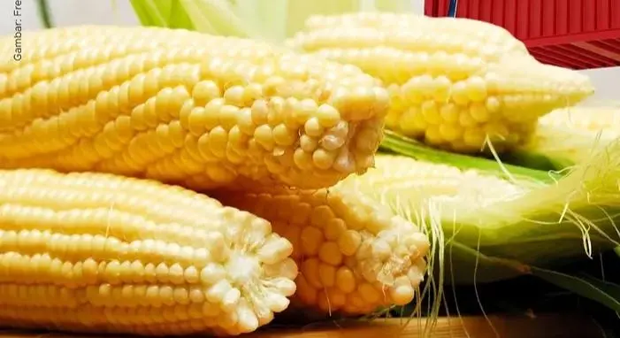 Soal Impor 100 Ribu Ton Jagung AS, Pemerintah Pastikan Stabilitas Harga dan Pasokan Industri