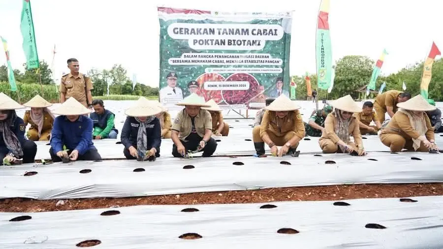 Pemkab Bogor Tanam Cabai Bersama Poktan Biotani untuk Atasi Inflasi