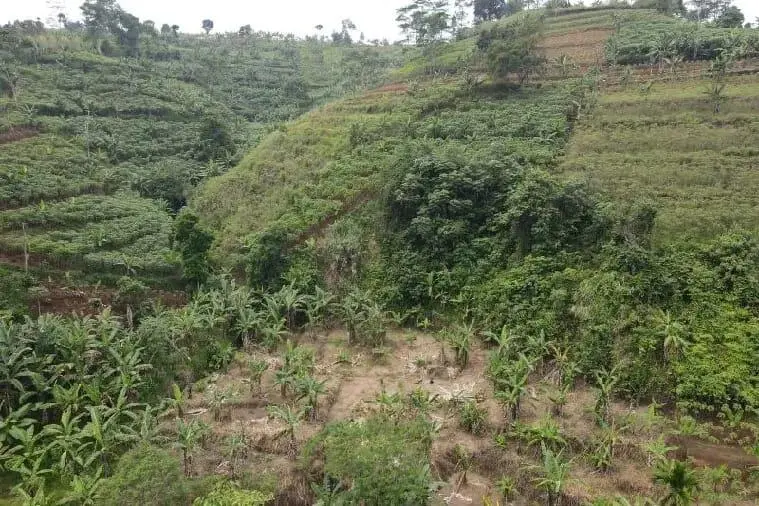 Restorasi Alam Gunung Gede Pangrango Diperluas Hingga 500 Hektare