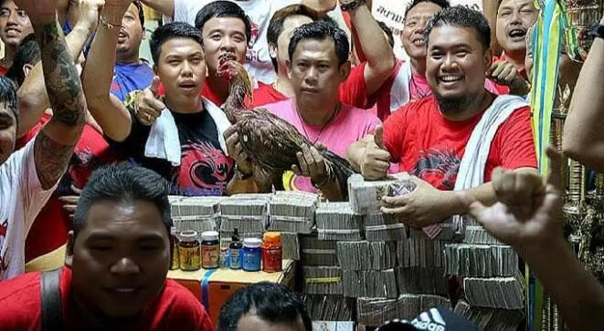 GEMAH beberkan dugaan pemerasan Anggota DPRD DKI untuk Judi Sabung Ayam