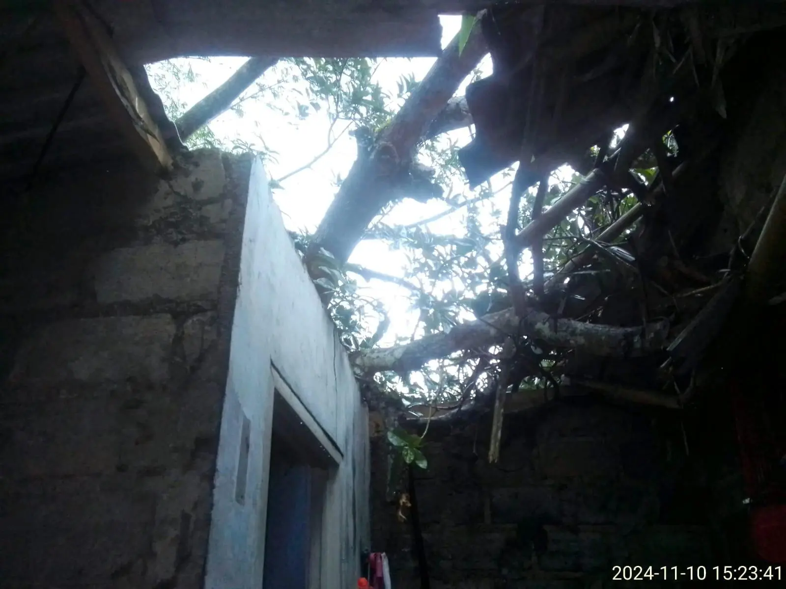 Pohon Tumbang Menimpa 2 Rumah Warga di Desa Cibalung Bogor