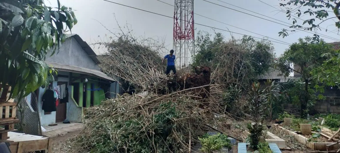 Tiga hari pasca Angin Puting Beliung rumpun Bambu belum Terevakuasi