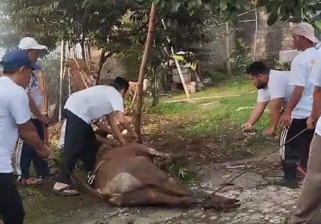 Warga Bulak Timur ucapkan Terima Kasih atas Sapi Qurban dari IBH