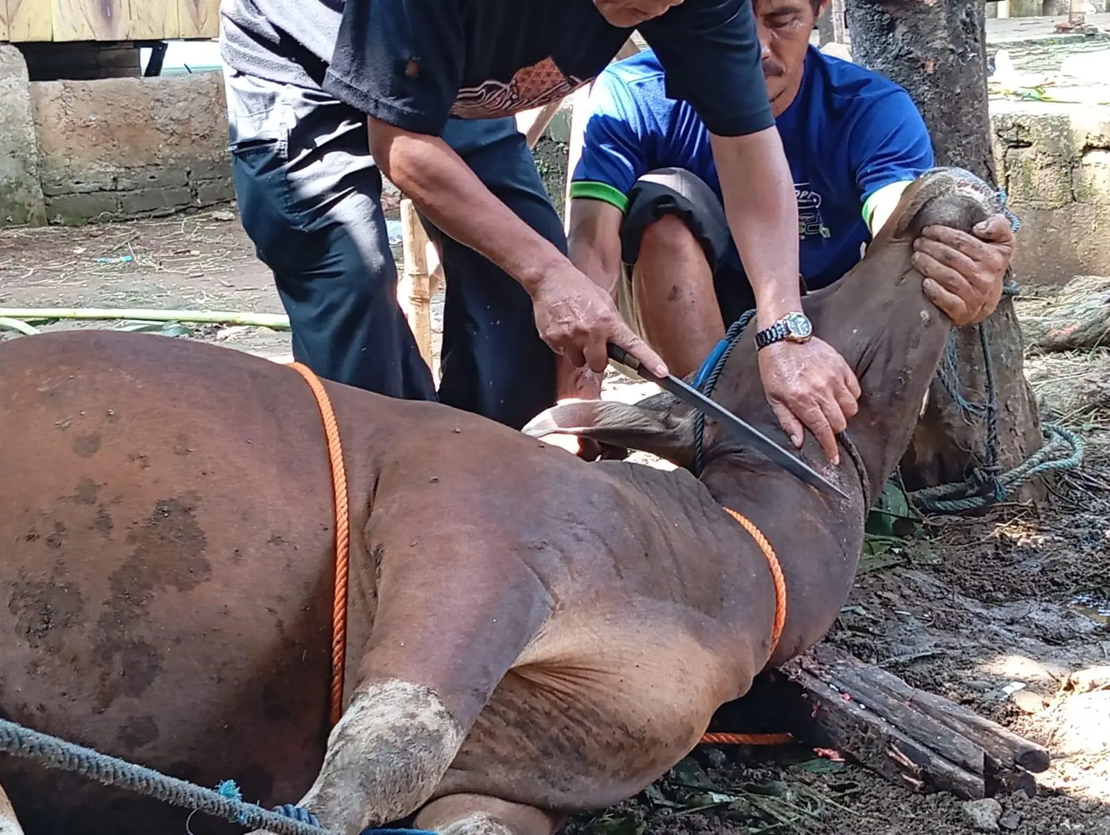 Ponpes Salafi Al Karimah Potong 10 Ekor Hewan Qurban