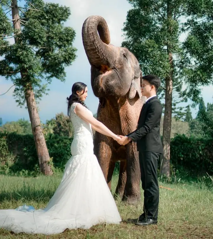 Tema Photo Prewedding Unik dan Terkesan Bersama satwa-satwa di Royal Safari Garden