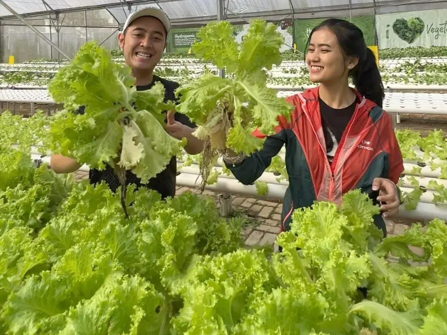 Serunya Liburan di Royal Safari Garden Bisa Memetik Sayuran Hidroponik