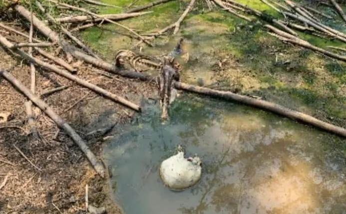 Warga Kampung Liud digegerkan dengan Penemuan Kerangka Manusia