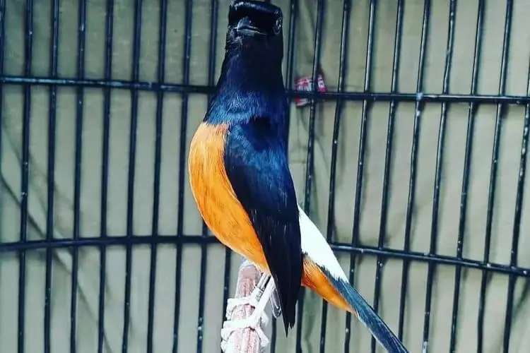 Peternak Murai Asal Cilebut Gunakan Maggot untuk Extra Fooding