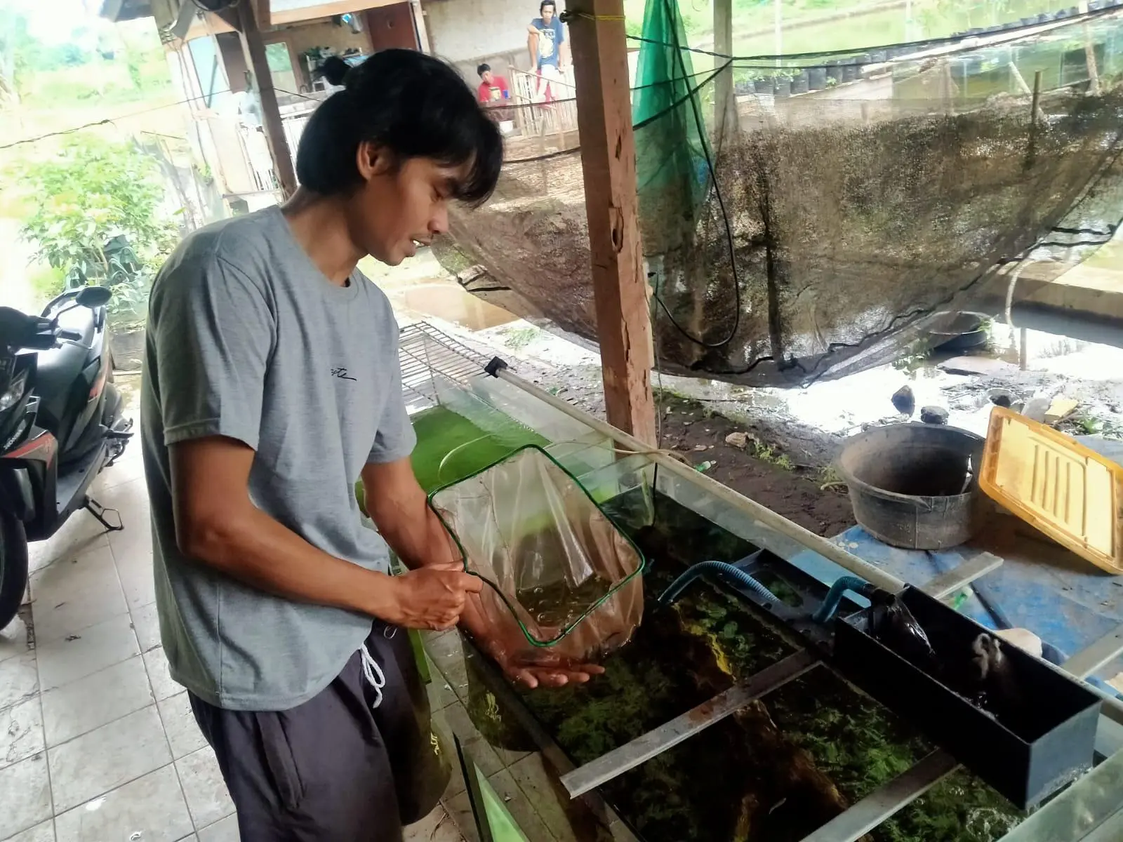 Pemuda Asal Rawa Denok Depok Ini Butuh Bantuan Pemerintah dalam Budidaya Ikan Hias