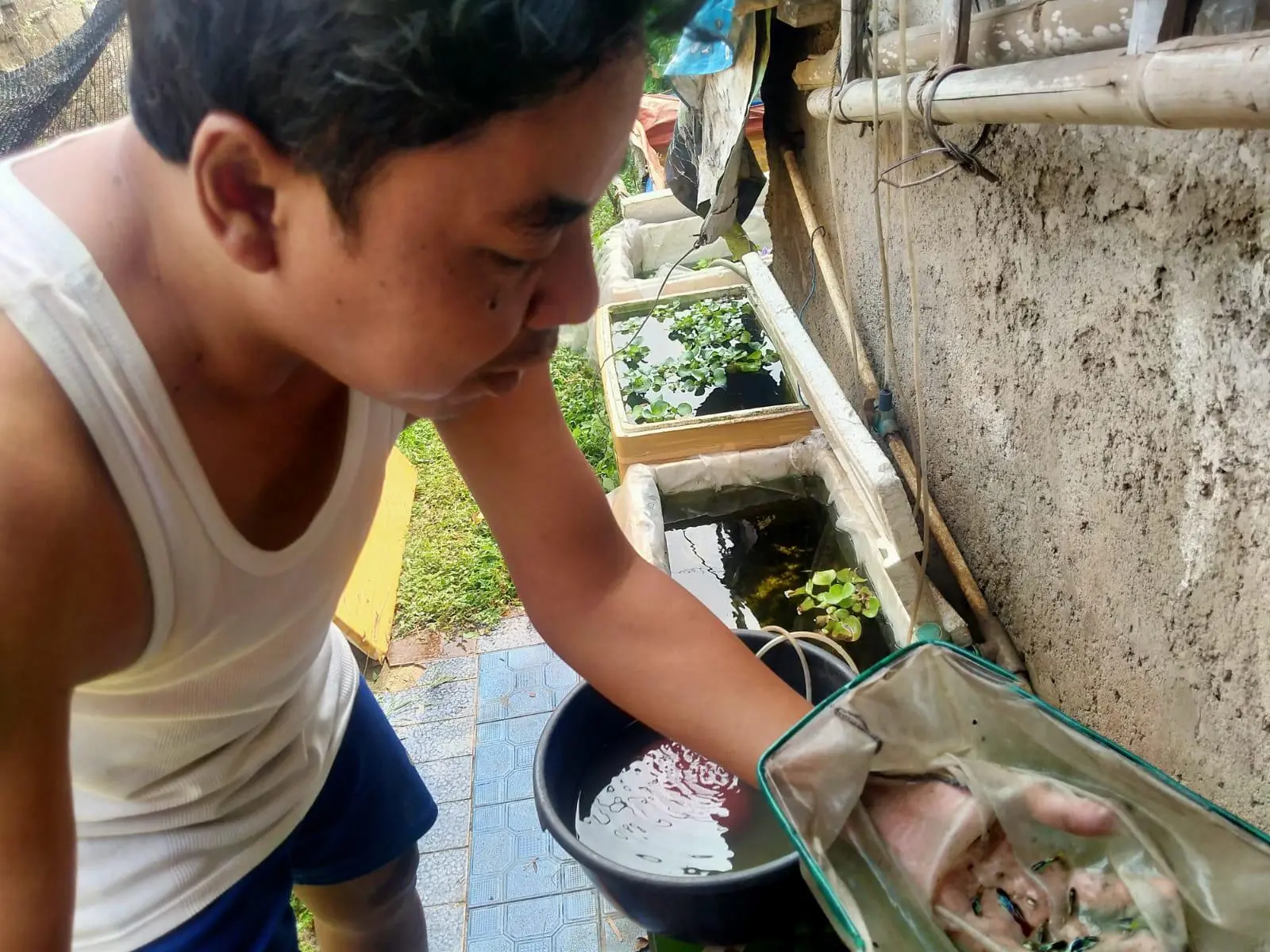 Tiga Tahun Menganggur, Warga Depok Ini Mencoba Keberuntungan dengan Budidaya Ikan Hias