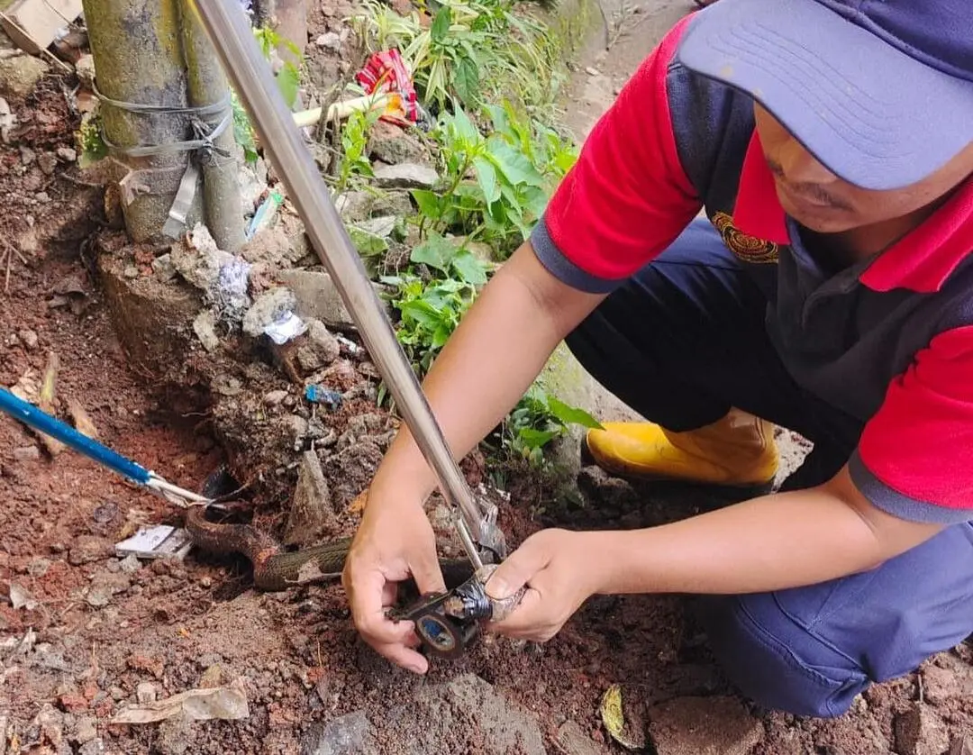 Seekor Ular Kobra Berukuran 1 Meter Berhasil di Evakuasi