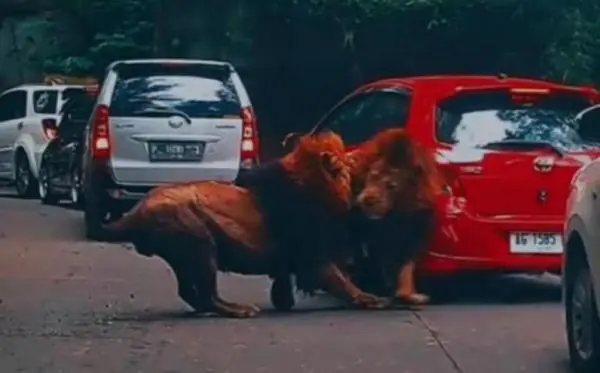 Video Singa Tabrak Mobil Bukan di Taman Safari Bogor