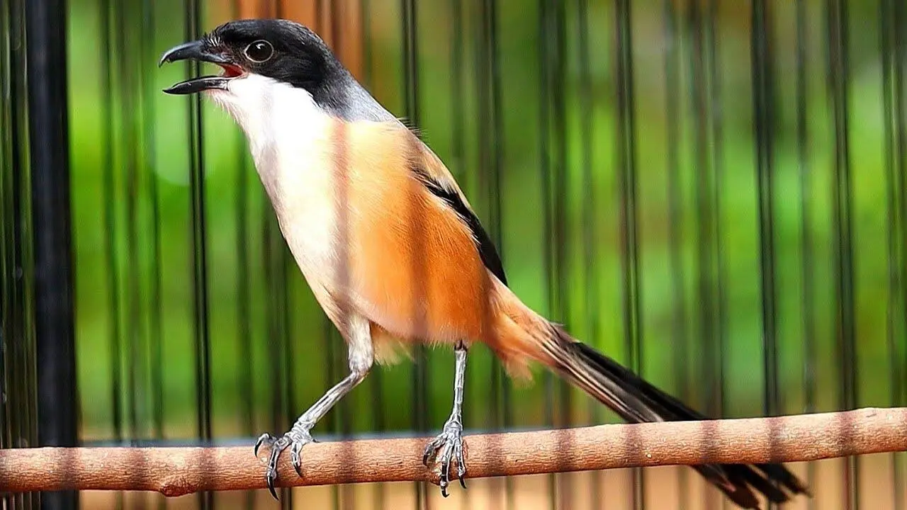 Tips dan Trik Mencegah Burung Cendet Agar Tidak Stres