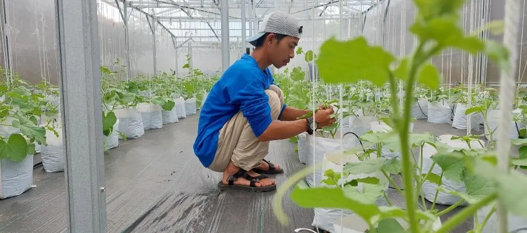 Bumi Tama Agrolestari Nanam Melon Minion Dengan Cara Hidroponik