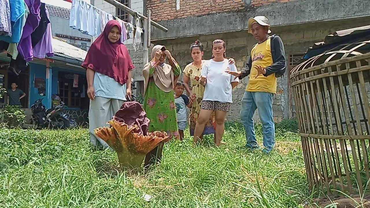 Warga Maduhur Digemparkan Kemunculan Bunga Bangkai Amorphoppalllus Paeoniifolius