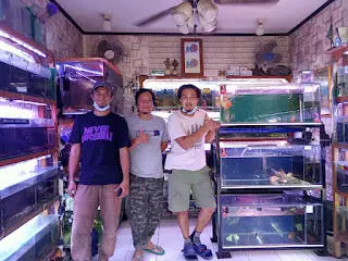 Omset Kios Ikan Hias WNC Pasar Parung Terus meningkat