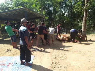 Panitia PHBI Bancar Sembelih 32 Ekor Sapi dan 92 Ekor Kambing