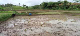Pupuk Subsidi Langka, Petani di Cidaun Cianjur Menjerit