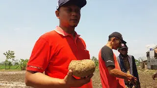 Dampak Pandemi Corona, Petani Cianjur Ini Putar Otak Budidaya Tanaman Porang