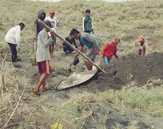 Riwayatmu kini, Ikan Hiu Paus Jenis Rhincodon Typus Dikuburkan