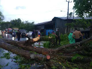 Tiga Rumah Warga di Kampung Sukamaju Tertimpa Pohon Raksasa