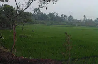 Petani di Cianjur Keluhkan Sulitnya Membeli Pupuk Subsidi