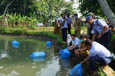 Menuju Desa Inovasi, DKPP Launching Budidaya Ikan Mas Mustika di Cianjur