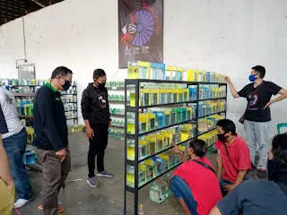 KCC Kontes Ikan Cupang Sambut HUT Kemerdekaan RI