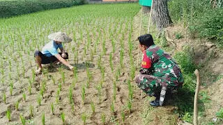 Babinsa Kuta Kecamatan Megamendung Kembangkan Pupuk BIOS44